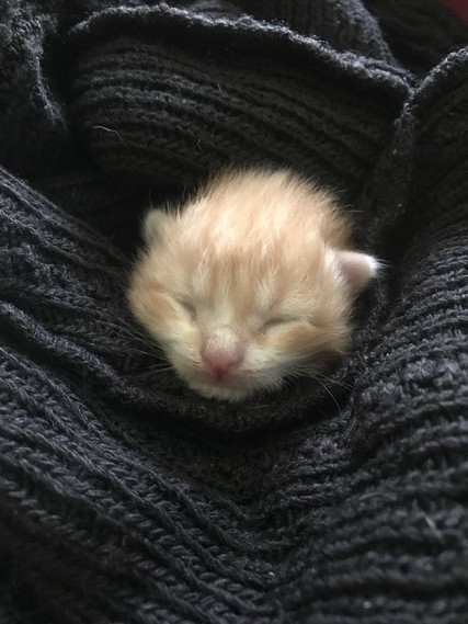 Chaton Non Sevre 10 15 Jours Son Evolution Adoption D Un Chat Chat Perdu Chat Trouve Chats Forum Animaux Doctissimo Chaton Non Sevre 10 15 Jours Son Evolution Adoption D Un Chat Chat Perdu Chat Trouve Chats Forum Animaux Doctissimo