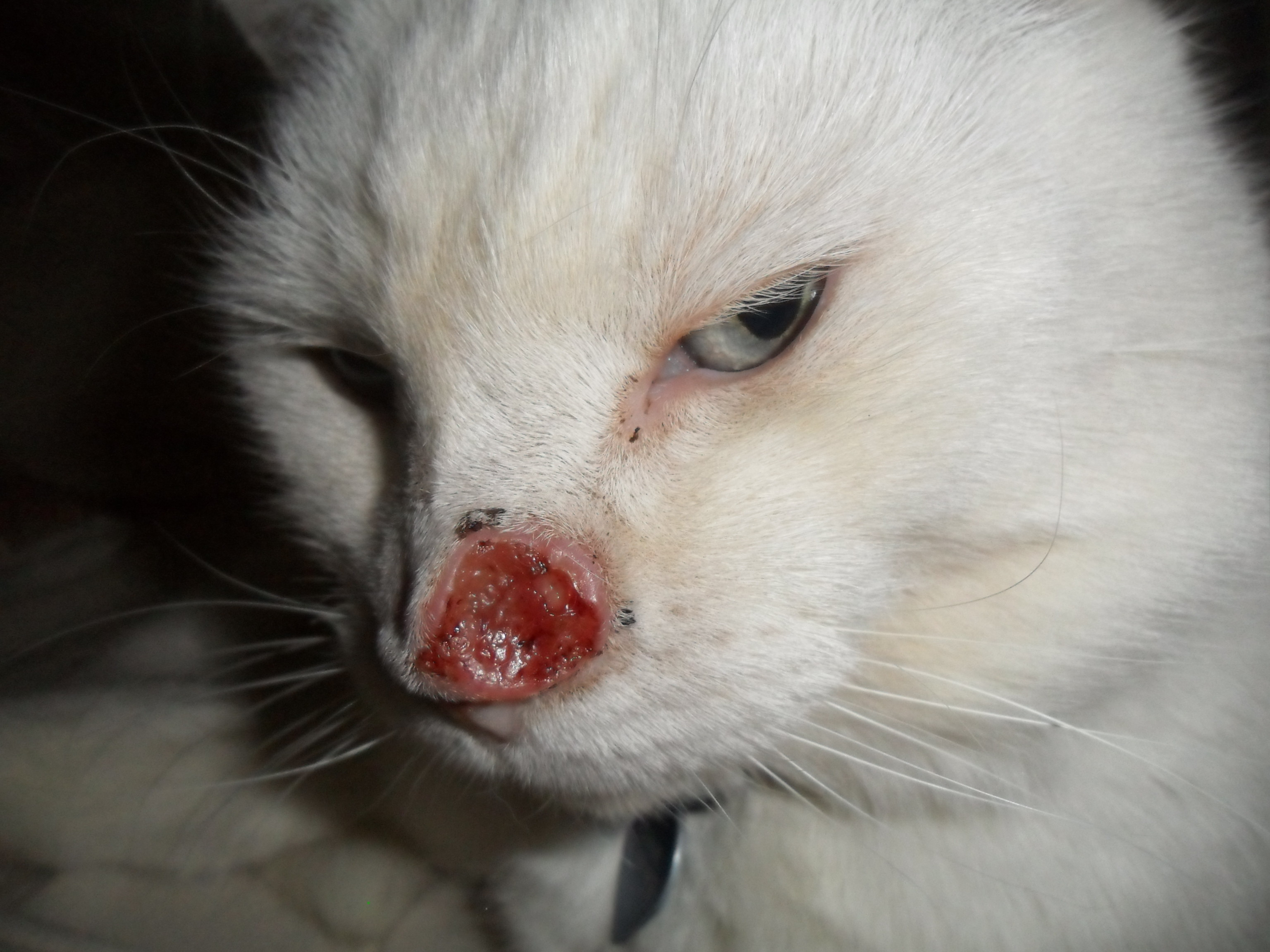 Mon Chat De 11 Ans A Une Grosse Tumeur Sur Son Nez Et Je Ne Sais Pas Quoi Faire La Sante De Votre Chat Chats Forum Animaux Doctissimo Mon Chat De 11 Ans A Une Grosse Tumeur Sur Son Nez Et Je Ne Sais Pas Quoi Faire La Sante De Votre Chat Chats Forum Animaux Doctissimo