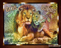 Câlins lions
