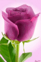 154890-Sparkling-Pink-Rose