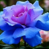 D-coration-de-jardin-bonsa-20-bleu-rose-rose-graines-de-fleurs-rares-couleur-riche-ar-jpg_640x640