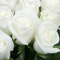 offrir-des-roses-blanches