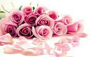 Roses-flowers-35255232-500-281