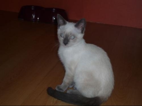 Siamois Ou Sacre De Birmanie Siamois Ou Sacre De Birmanie