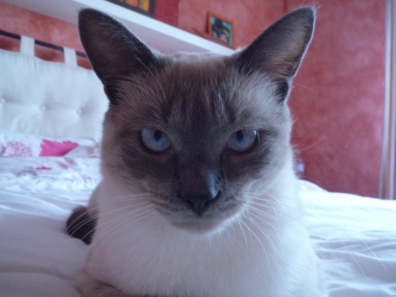 Siamois Ou Sacre De Birmanie Siamois Ou Sacre De Birmanie