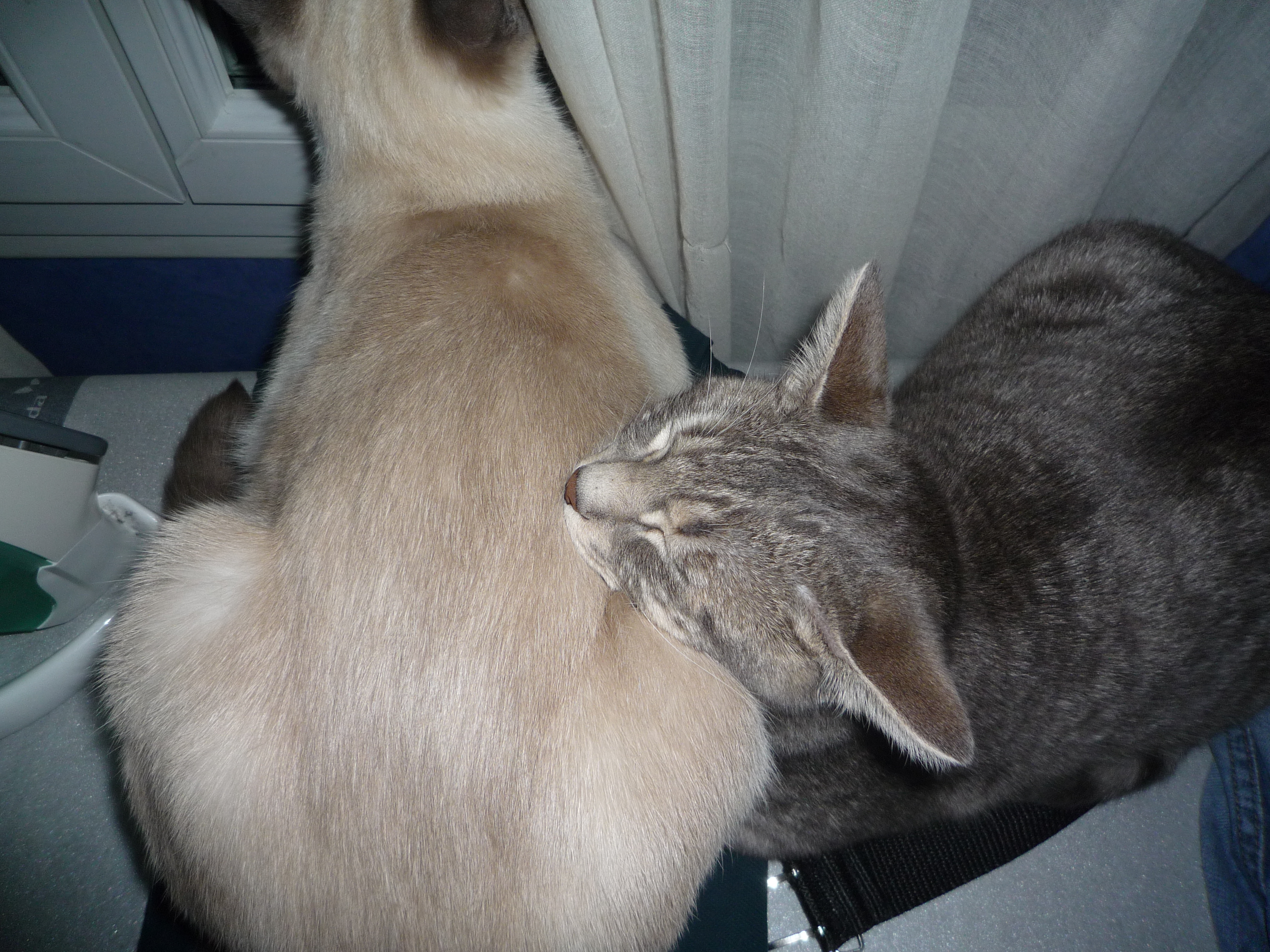 Posture En Sphinx Chats Forum Animaux Doctissimo Posture En Sphinx Chats Forum Animaux Doctissimo