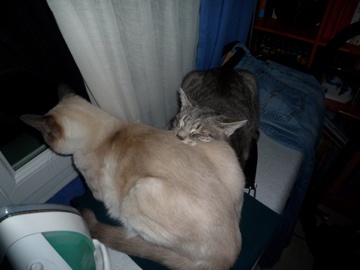 Posture En Sphinx Chats Forum Animaux Doctissimo Posture En Sphinx Chats Forum Animaux Doctissimo