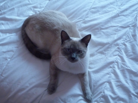 Siamois Ou Sacre De Birmanie Siamois Ou Sacre De Birmanie