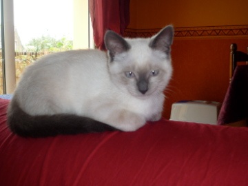 Siamois Ou Sacre De Birmanie Siamois Ou Sacre De Birmanie