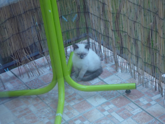 Siamois Ou Sacre De Birmanie Siamois Ou Sacre De Birmanie