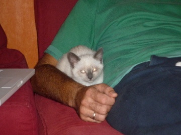 Siamois Ou Sacre De Birmanie Siamois Ou Sacre De Birmanie