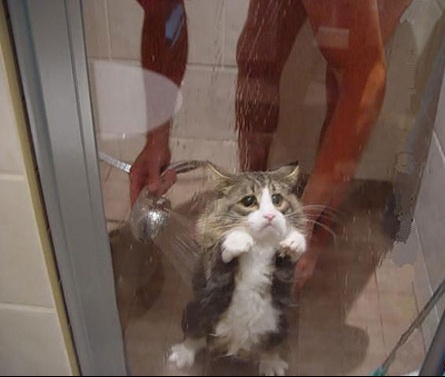 Nos P Tits Bebes Chats Dans La Douche A Vos Photos C Est Trop Drole Chats Forum Animaux Doctissimo Nos P Tits Bebes Chats Dans La Douche A Vos Photos C Est Trop Drole Chats Forum Animaux Doctissimo