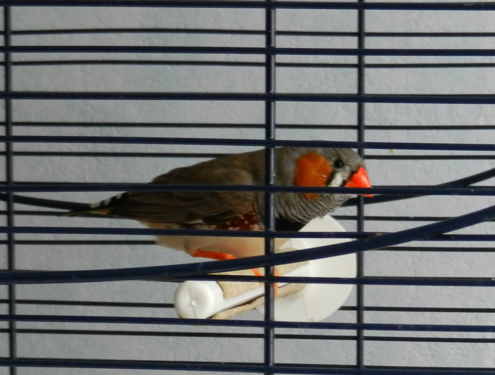 Couple De Diamant Mandarin Au Nid Mais Pas D Oeuf Oiseaux Forum Animaux Doctissimo Couple De Diamant Mandarin Au Nid Mais Pas D Oeuf Oiseaux Forum Animaux Doctissimo