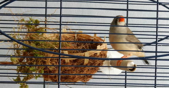 Couple de diamant mandarin au nid mais pas d'oeuf - Oiseaux - FORUM