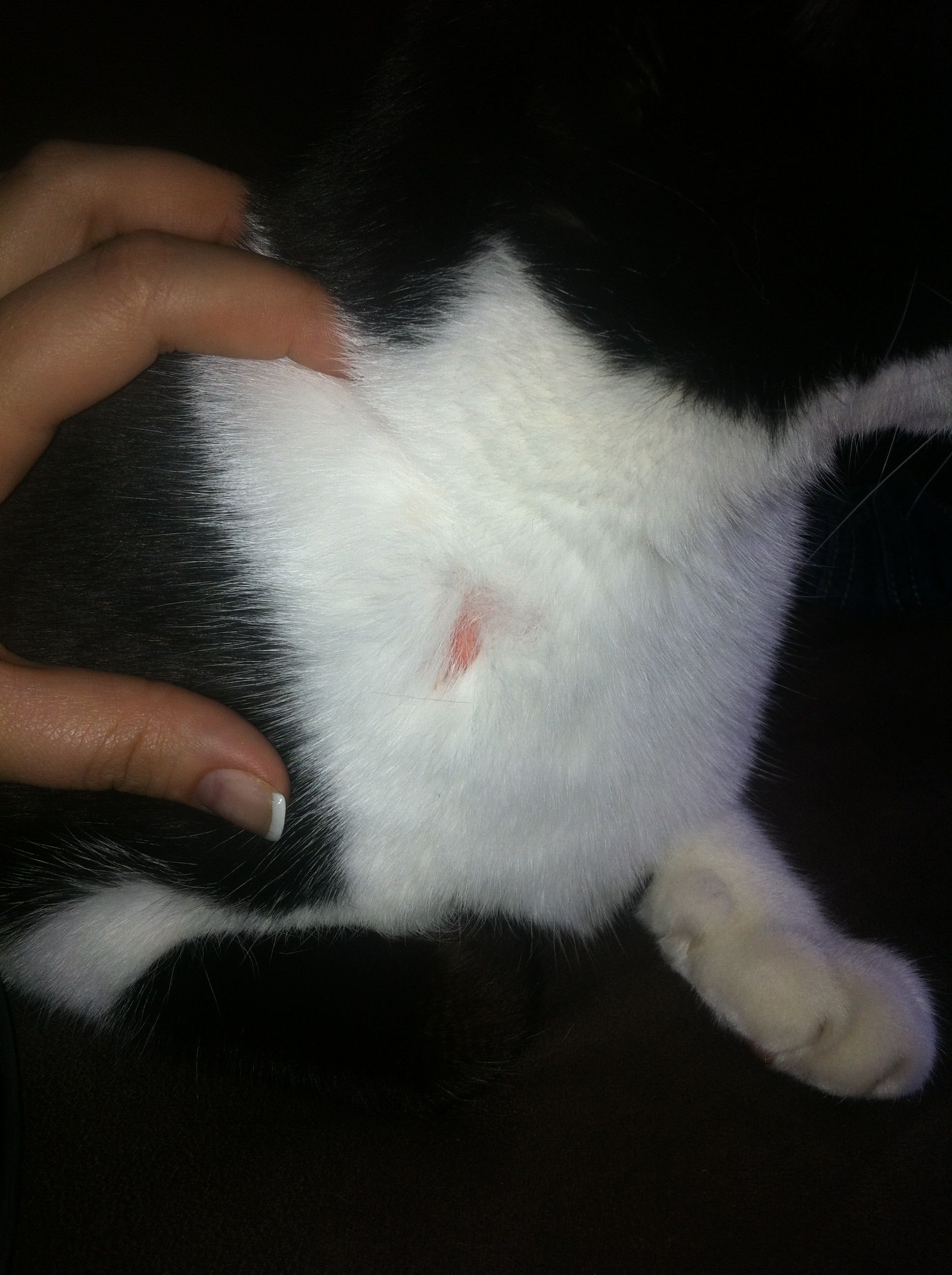 Mon Chat A Un Petit Trou Dans Ses Poils Chats Forum Animaux Doctissimo Mon Chat A Un Petit Trou Dans Ses Poils Chats Forum Animaux Doctissimo