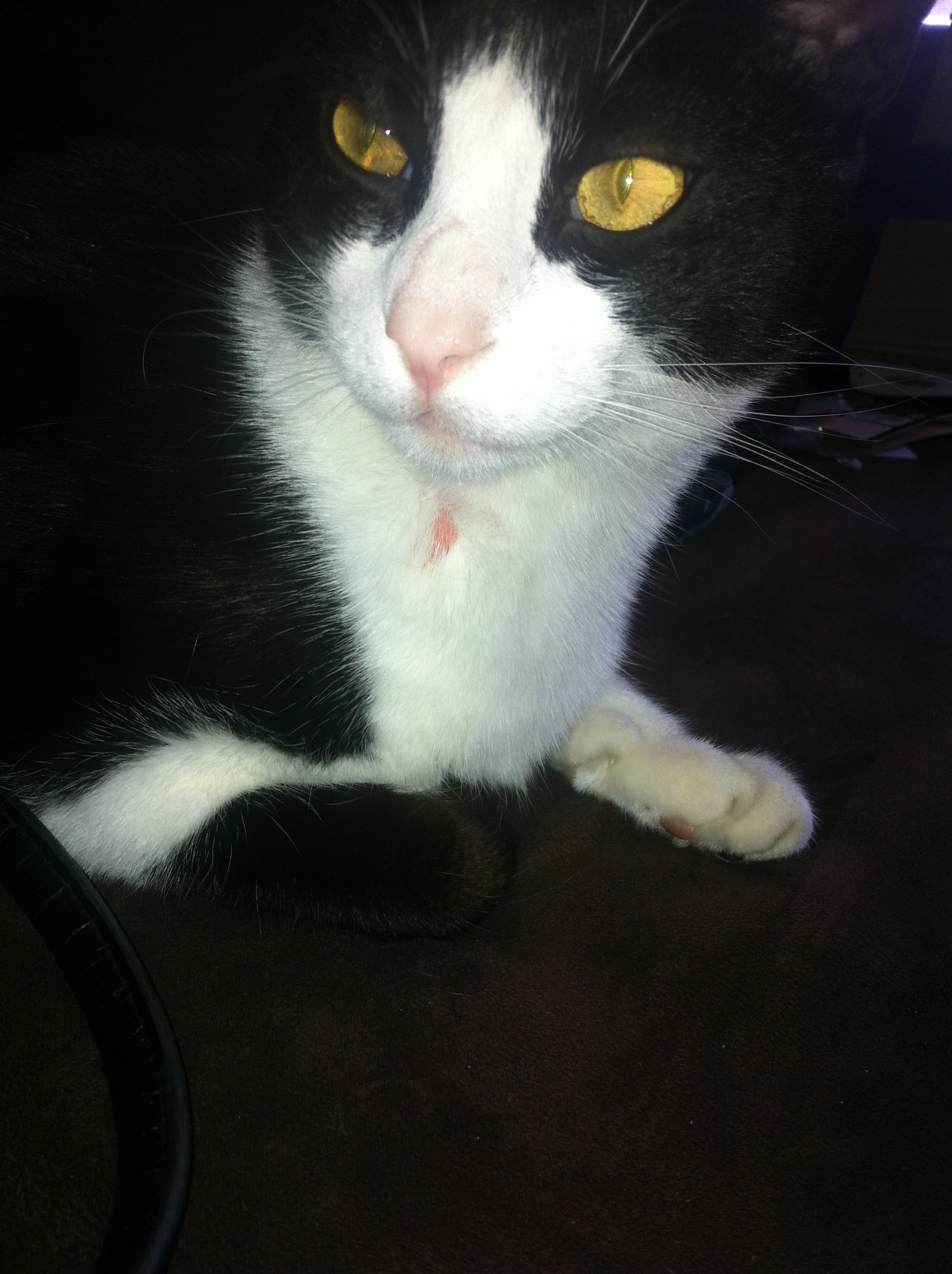 Mon Chat A Un Petit Trou Dans Ses Poils Chats Forum Animaux Doctissimo Mon Chat A Un Petit Trou Dans Ses Poils Chats Forum Animaux Doctissimo