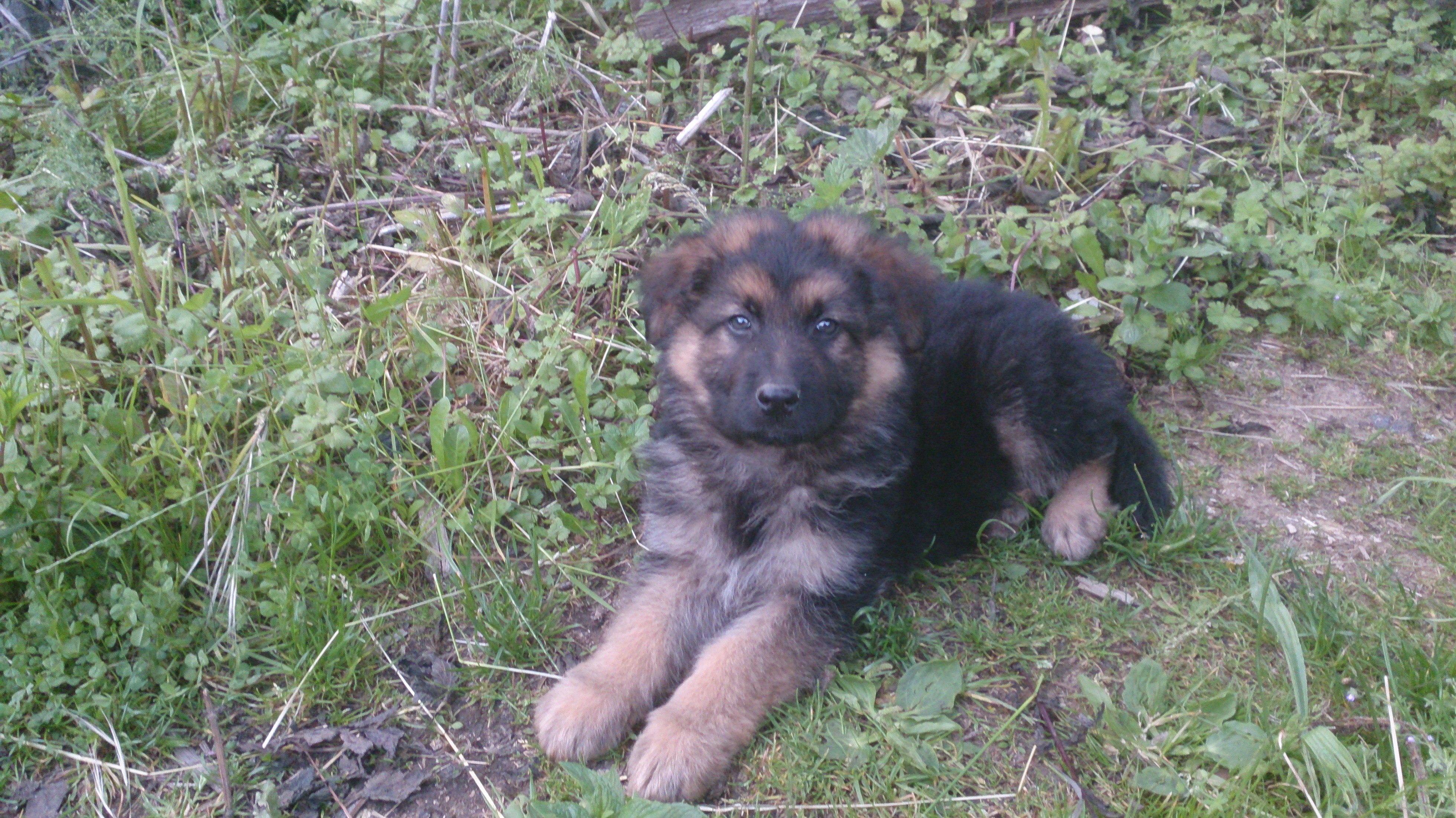 Berger Allemand Oreilles Chiens Forum Animaux