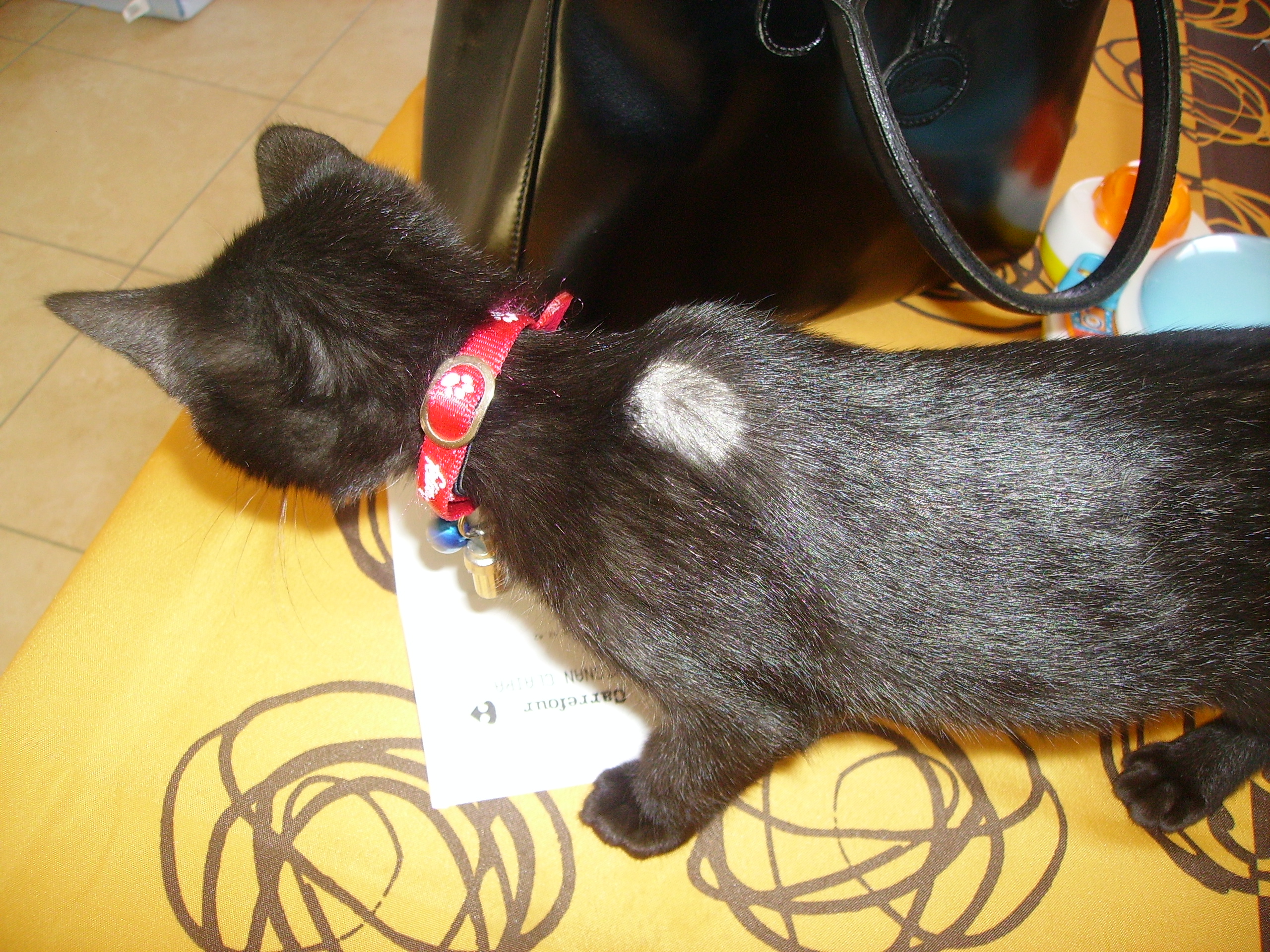 Tache Blanche Sur Pelage De Mon Chaton Chats Forum Animaux Doctissimo Tache Blanche Sur Pelage De Mon Chaton Chats Forum Animaux Doctissimo