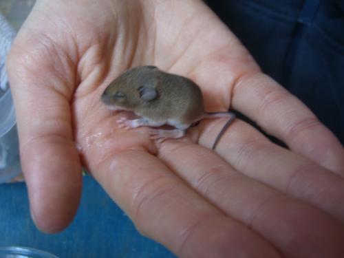 Help Bebe Mulot Jojo N Est Plus Hamsters Cochons D Inde Lapins Forum Animaux Doctissimo Help Bebe Mulot Jojo N Est Plus Hamsters Cochons D Inde Lapins Forum Animaux Doctissimo
