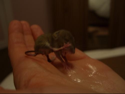 Help Bebe Mulot Jojo N Est Plus Page 2 Hamsters Cochons D Inde Lapins Forum Animaux Doctissimo Help Bebe Mulot Jojo N Est Plus Page 2 Hamsters Cochons D Inde Lapins Forum Animaux Doctissimo