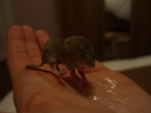 Help Bebe Mulot Jojo N Est Plus Page 2 Hamsters Cochons D Inde Lapins Forum Animaux Doctissimo Help Bebe Mulot Jojo N Est Plus Page 2 Hamsters Cochons D Inde Lapins Forum Animaux Doctissimo