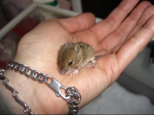 Help Bebe Mulot Jojo N Est Plus Page 3 Hamsters Cochons D Inde Lapins Forum Animaux Doctissimo