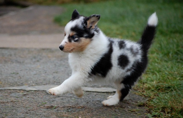 Pour Les Amoureux Des Bergers De Shetland Photos Chiens Forum Animaux Doctissimo