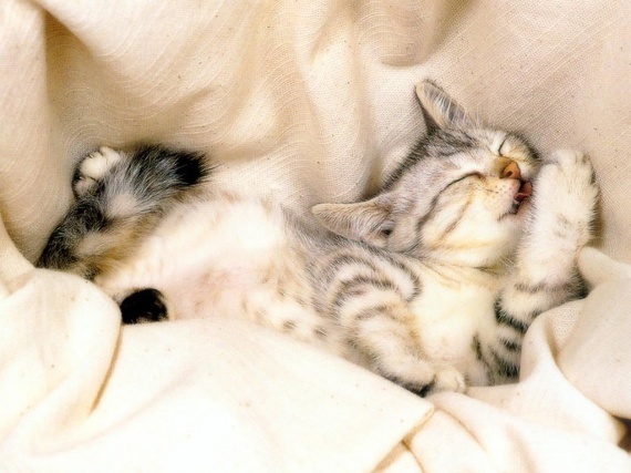 Télécharger gratuitement Images Bonne Nuit Dort Tranquille Humour Img Felins Dakota181 dernière salutations