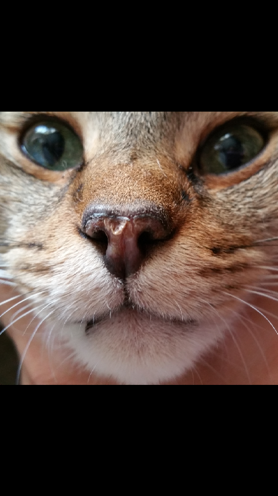 Truffe Seche Fissure Depigmentation Chats Forum Animaux Doctissimo Truffe Seche Fissure Depigmentation Chats Forum Animaux Doctissimo