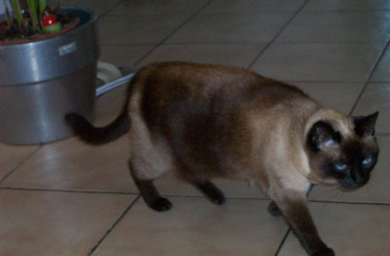 700 Kms Avec Son Chat Chats Forum Animaux Doctissimo 700 Kms Avec Son Chat Chats Forum Animaux Doctissimo