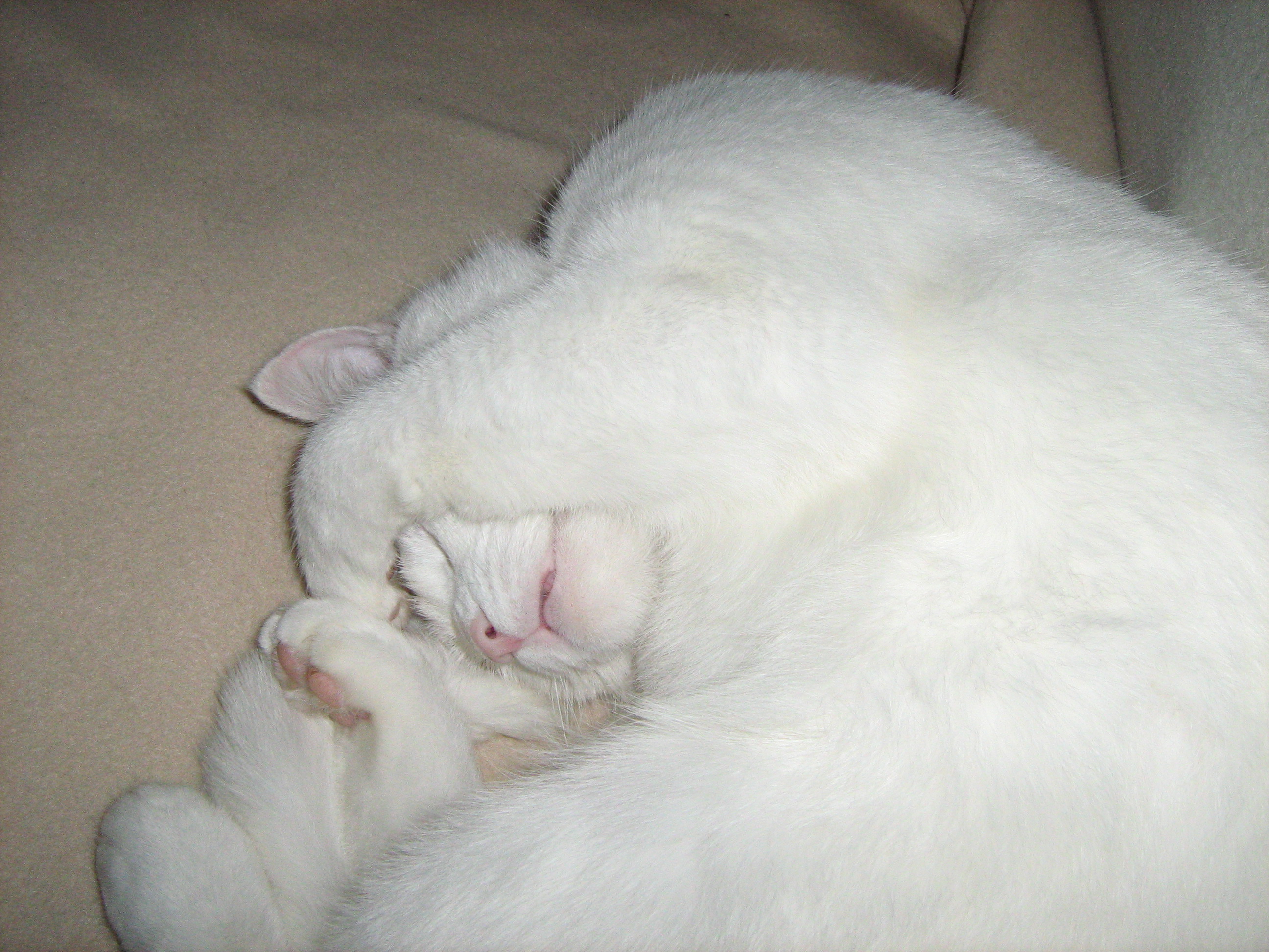 Elle S Arrache Les Poils Chats Forum Animaux Doctissimo Elle S Arrache Les Poils Chats Forum Animaux Doctissimo