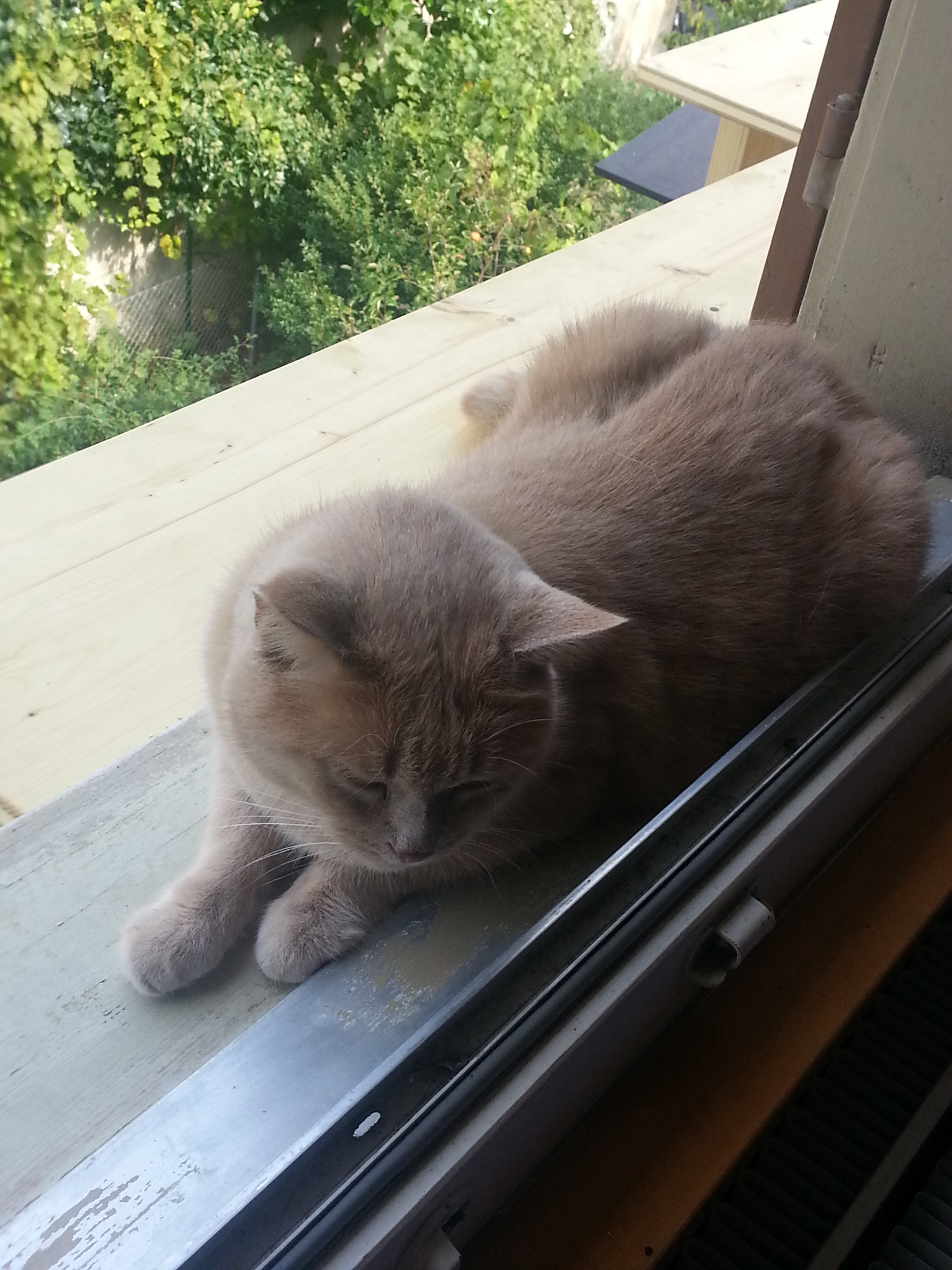 Echelle A Chats Chats Forum Animaux Echelle A Chats Chats Forum Animaux