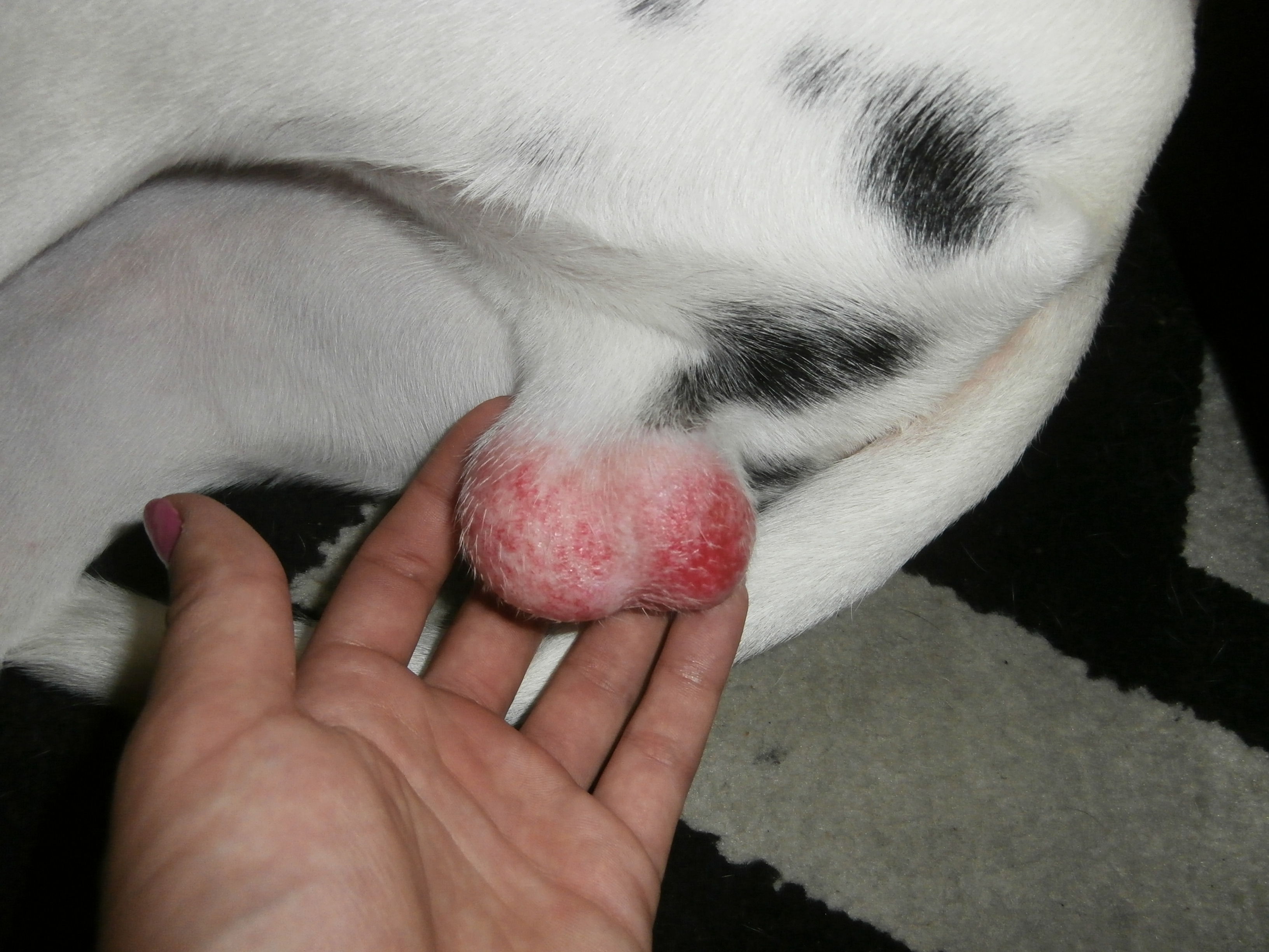 Chiot Testicules Rouges Tumeur Chiens Forum Animaux Doctissimo