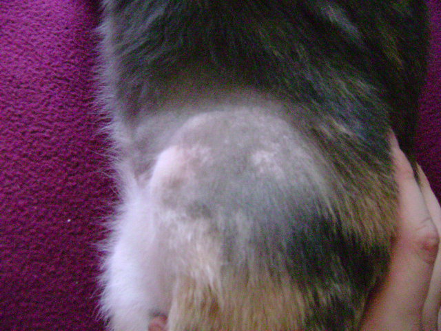 Chat Perte De Poil Arriere Train Pliure Des Pattes Chats Forum Animaux Doctissimo Chat Perte De Poil Arriere Train Pliure Des Pattes Chats Forum Animaux Doctissimo