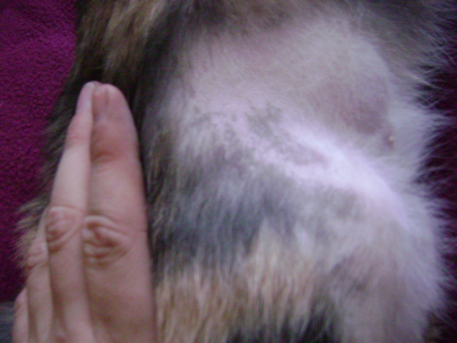 Chat Perte De Poil Arriere Train Pliure Des Pattes Chats Forum Animaux Doctissimo Chat Perte De Poil Arriere Train Pliure Des Pattes Chats Forum Animaux Doctissimo