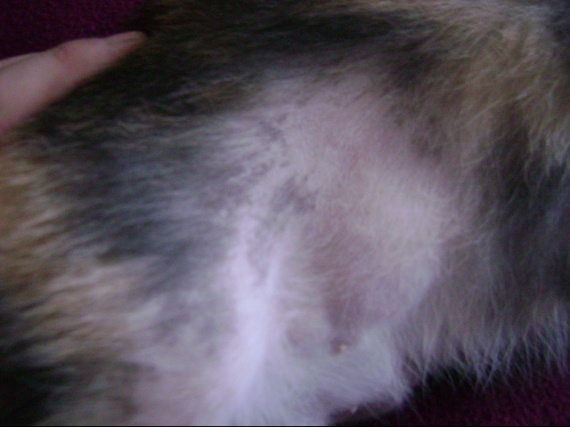 Chat Perte De Poil Arriere Train Pliure Des Pattes Chat Perte De Poil Arriere Train Pliure Des Pattes