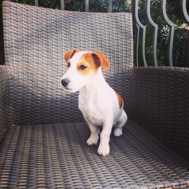 Jack Russel Oreilles De Travers Chiens Forum Animaux Doctissimo