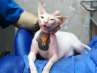 Tatouages Chats Nus Chats Forum Animaux Doctissimo Tatouages Chats Nus Chats Forum Animaux Doctissimo