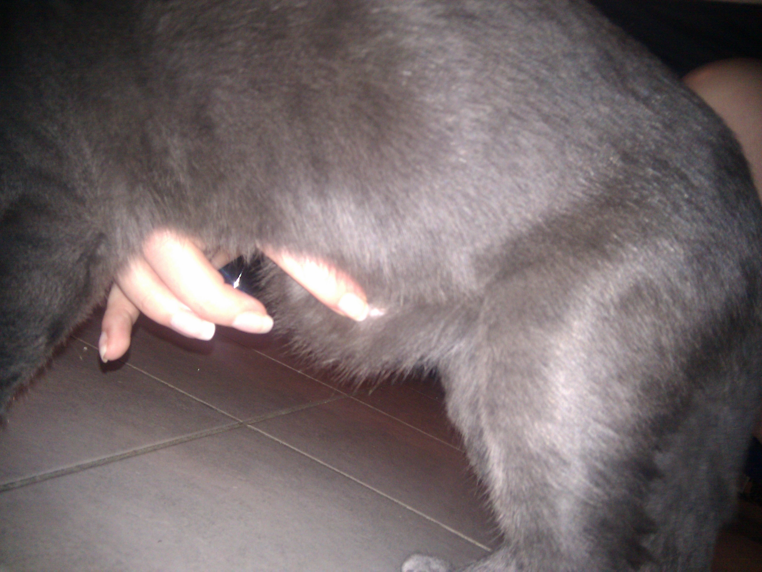 Elly A Une Boule Au Ventre Chats Forum Animaux Doctissimo Elly A Une Boule Au Ventre Chats Forum Animaux Doctissimo