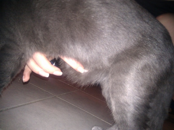 Elly A Une Boule Au Ventre Elly A Une Boule Au Ventre