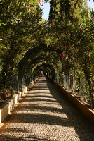 al-alhambra-tree-roofed-tunnel-in-jardines-altos-del-generalife