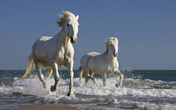 chevaux-camargue