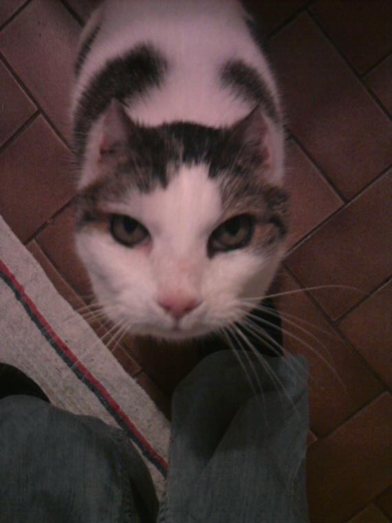 Plaie Oreille Qui Ne Guerit Pas Chats Forum Animaux Doctissimo