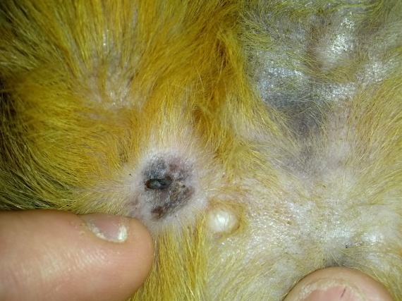 Bouton Blanc Chez Un Cochon D Inde Medecine Veterinaire Forum Animaux Doctissimo Bouton Blanc Chez Un Cochon D Inde Medecine Veterinaire Forum Animaux Doctissimo