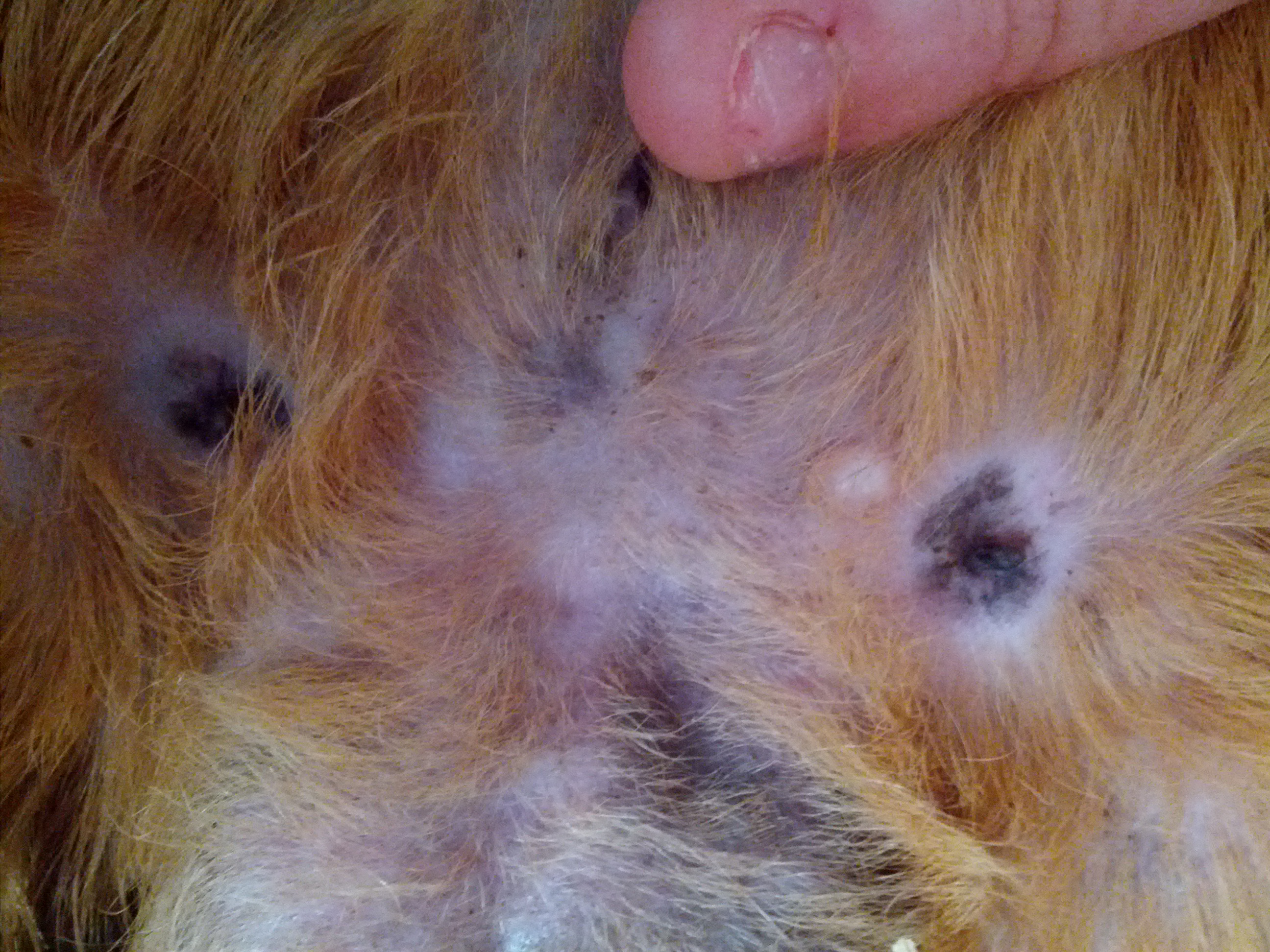 Bouton Blanc Chez Un Cochon D Inde Medecine Veterinaire Forum Animaux Doctissimo Bouton Blanc Chez Un Cochon D Inde Medecine Veterinaire Forum Animaux Doctissimo