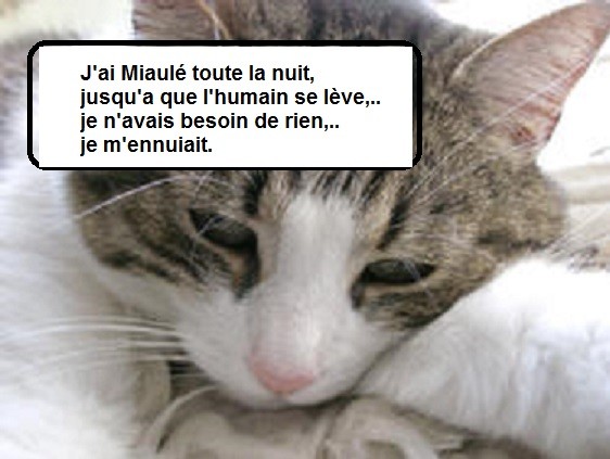 Chat Infernal La Nuit Education Et Comportement Felin Chats Forum Animaux Doctissimo Chat Infernal La Nuit Education Et Comportement Felin Chats Forum Animaux Doctissimo