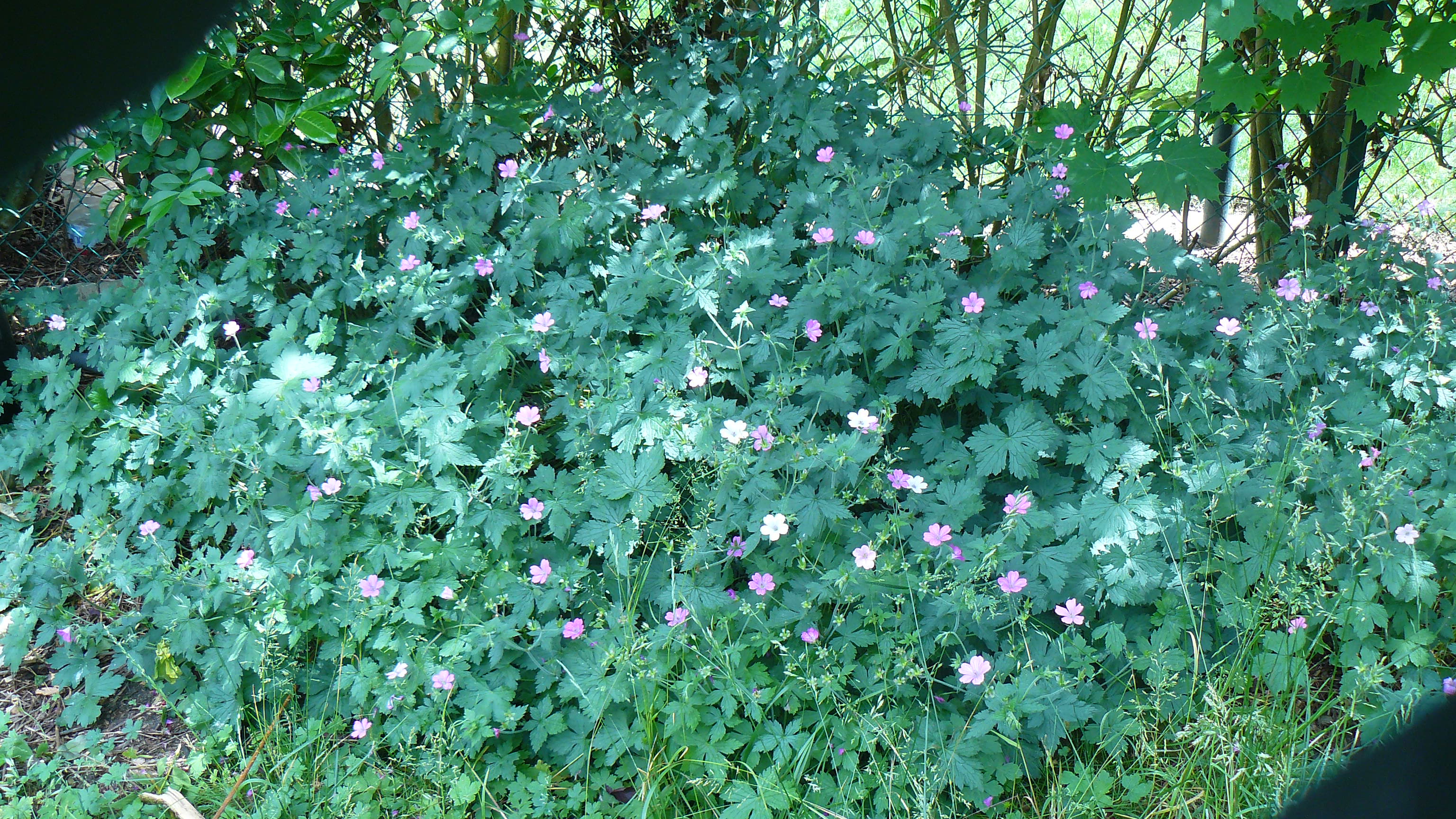 Fraise Vivarosa Jardinage Forum Vie Pratique