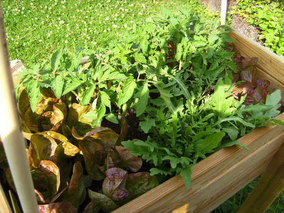 Salades, petits plants de tomates et roquette