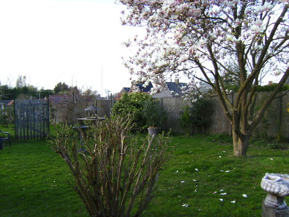 Les fleurs du magnolia sont bien ouvertes