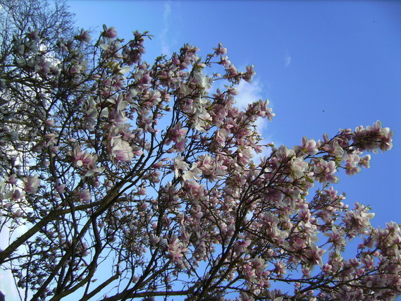 Magnolia en fleurs sur ciel azur, c'était aujourd'hui